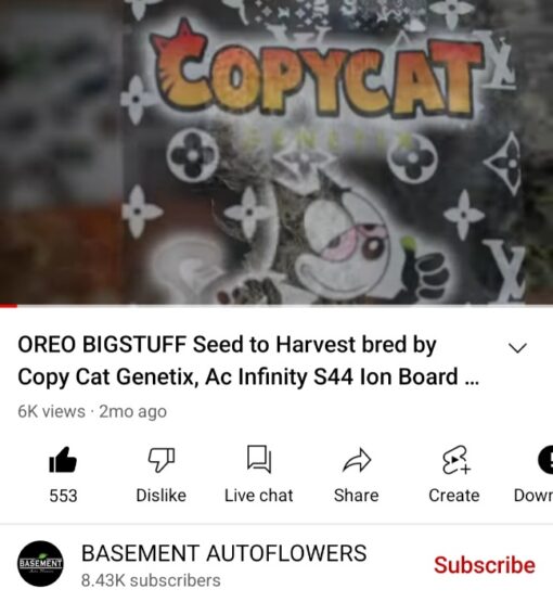 Oreo Big Stuff X BlueBerry Pancakes R1 Reversal Special Order Copycat Genetix ORIGINAL FEMS - Image 16