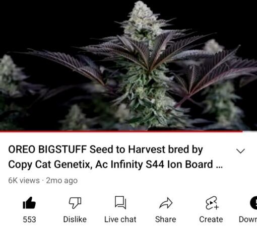 Oreo Big Stuff X BlueBerry Pancakes R1 Reversal Special Order Copycat Genetix ORIGINAL FEMS - Image 15