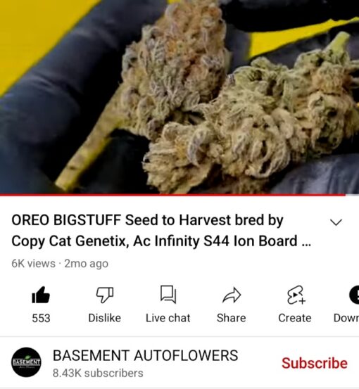 Oreo Big Stuff X BlueBerry Pancakes R1 Reversal Special Order Copycat Genetix ORIGINAL FEMS - Image 14