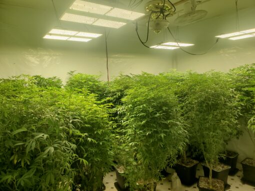 BISCOTTI ☆cookies fam☆rooted clone☆buy 2 get 2 free!☆ - Image 3