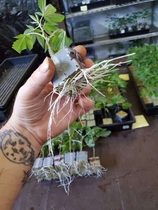 Purple Kush rooted clone (Copy) - Image 3