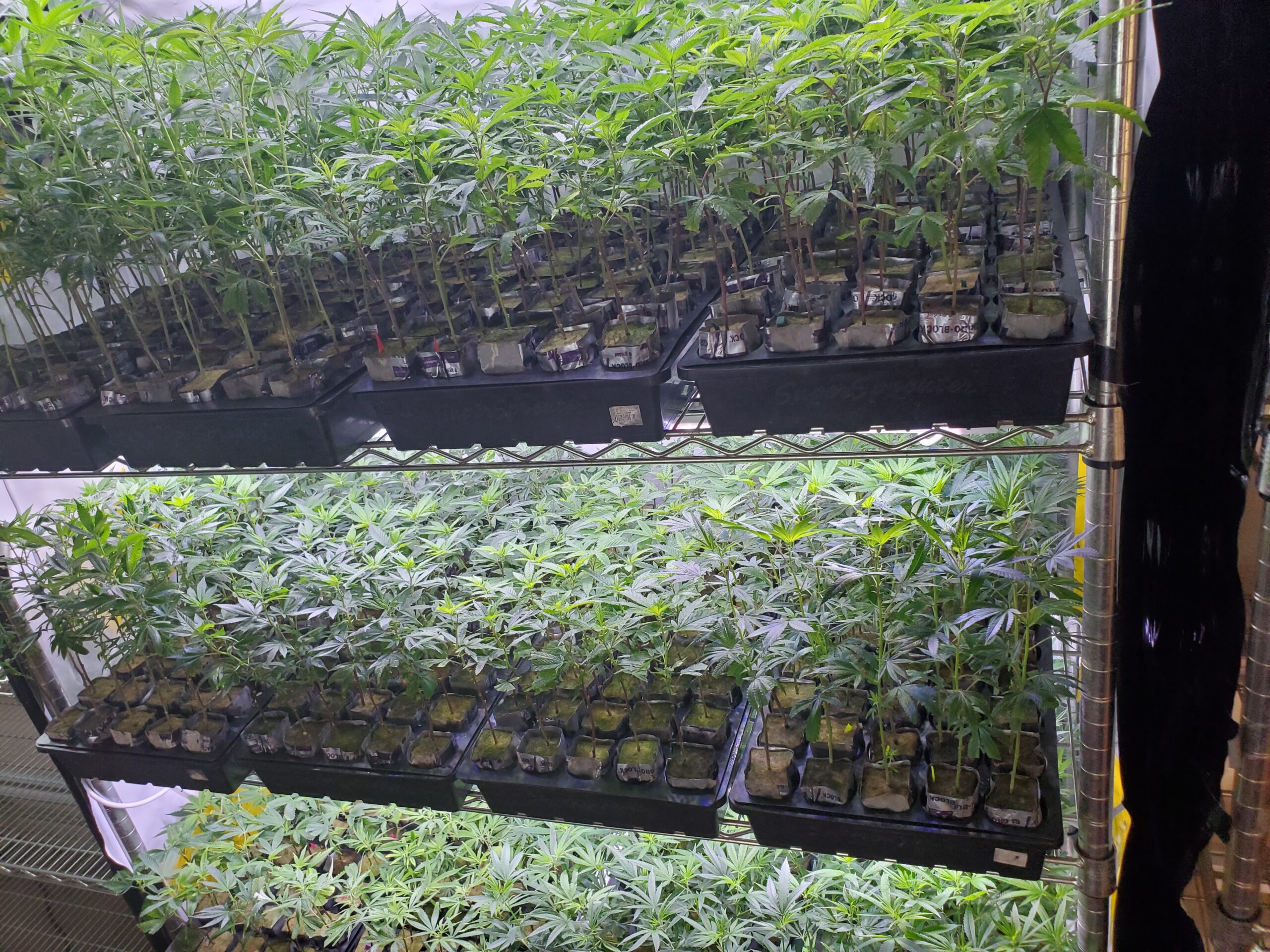 AlienOG ☆rooted clone☆buy 2 get 2 free☆ - Image 3