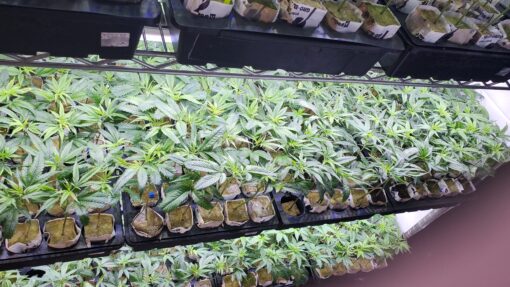 APPLE FRITTER ☆Lumpys cut☆rooted clone☆buy2 get2 free!☆ - Image 3