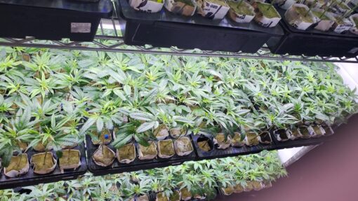 APPLE FRITTER ☆Lumpys cut☆rooted clone☆buy2 get2 free!☆ - Image 3