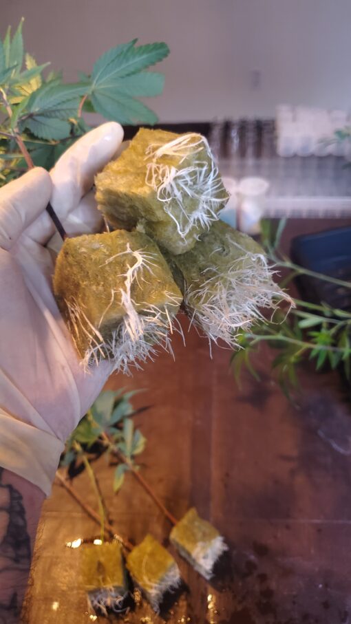 Wedding Cake ☆seed junky☆rooted clone☆ buy any 2 get any 2 free!☆ - Image 3