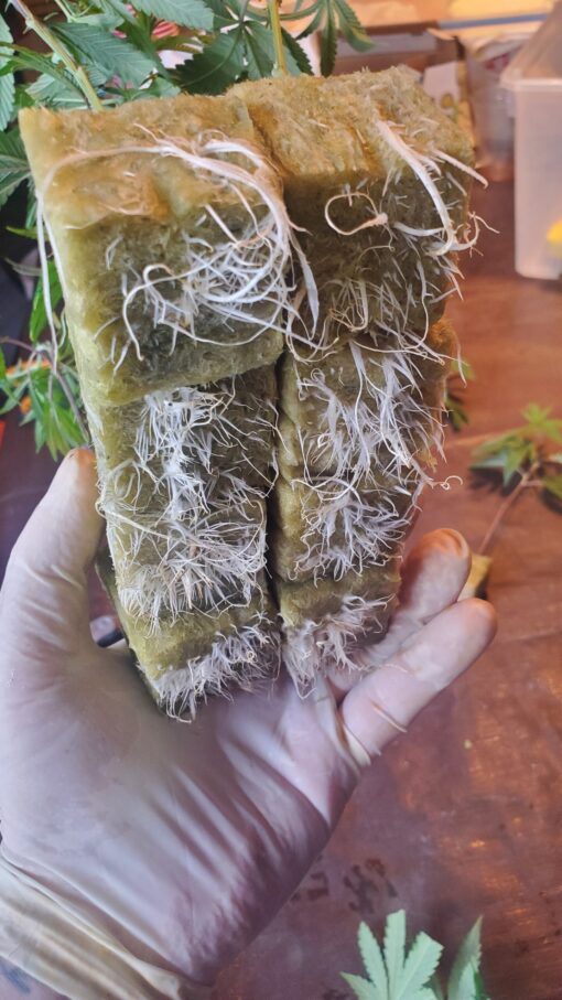 OREOZ ☆3rd coast☆rooted clone☆ buy2 get2 free!☆ - Image 3