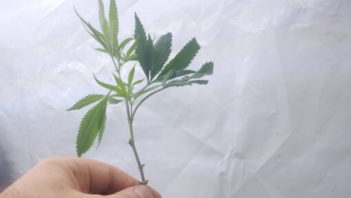 Wedding Cake ☆seed junky☆rooted clone☆ buy any 2 get any 2 free!☆ - Image 2