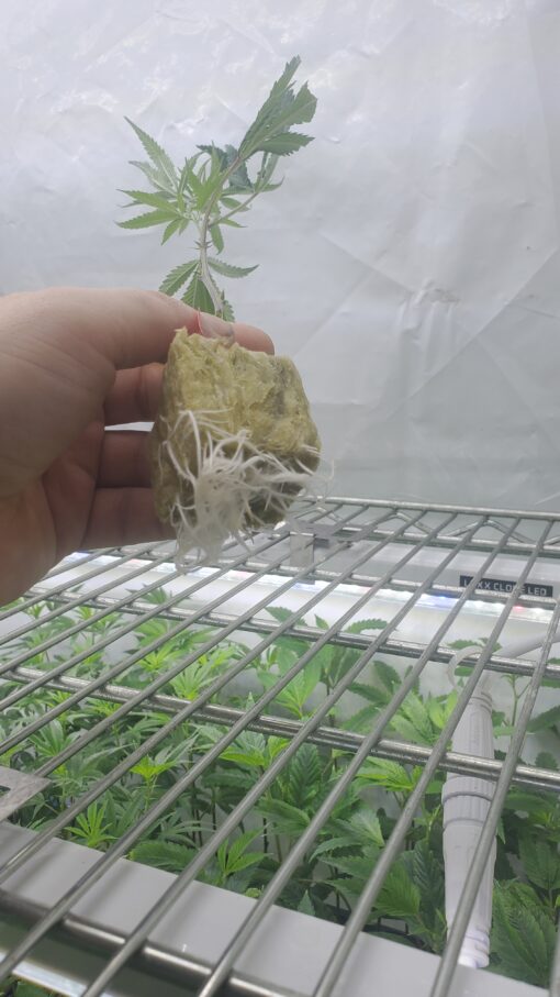MARTIAN CANDY OG ☆rooted clone☆ buy2 get2 free!☆ - Image 2