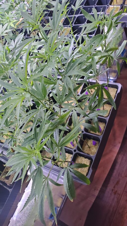 MARTIAN CANDY OG ☆rooted clone☆ buy2 get2 free!☆ - Image 3