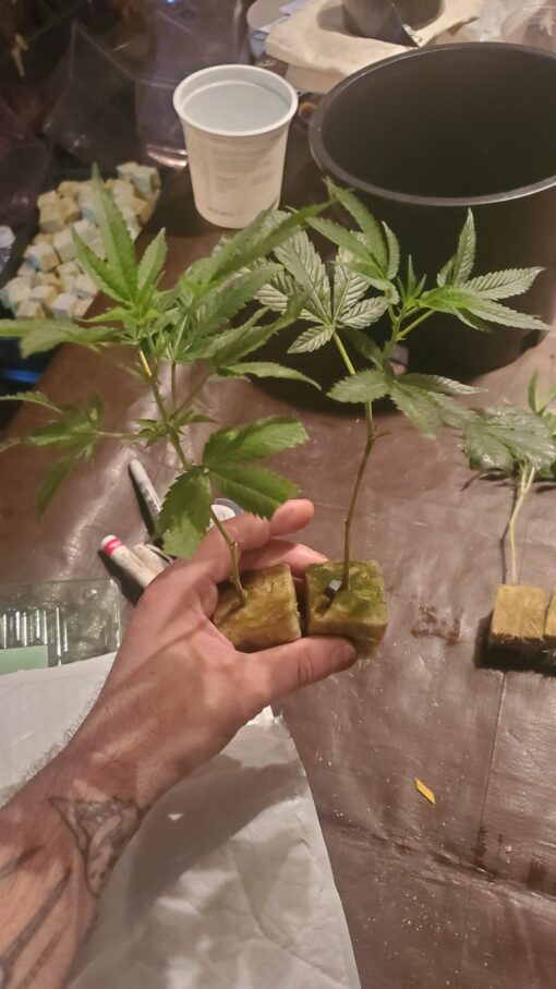 GEORGIA PIE ☆rooted clone☆buy2 get2 free!☆ - Image 2