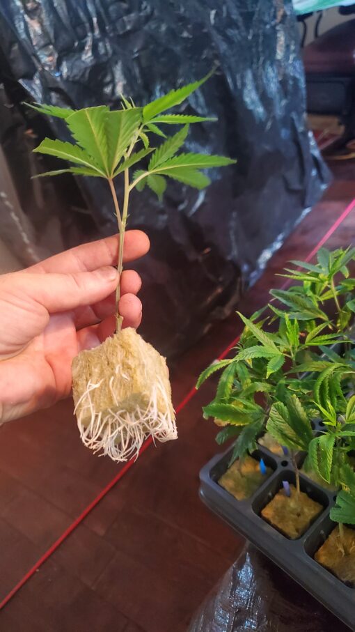 Tropicana Cherry ☆Relentless☆rooted clone☆buy any 2 get any 2 free!☆ - Image 2