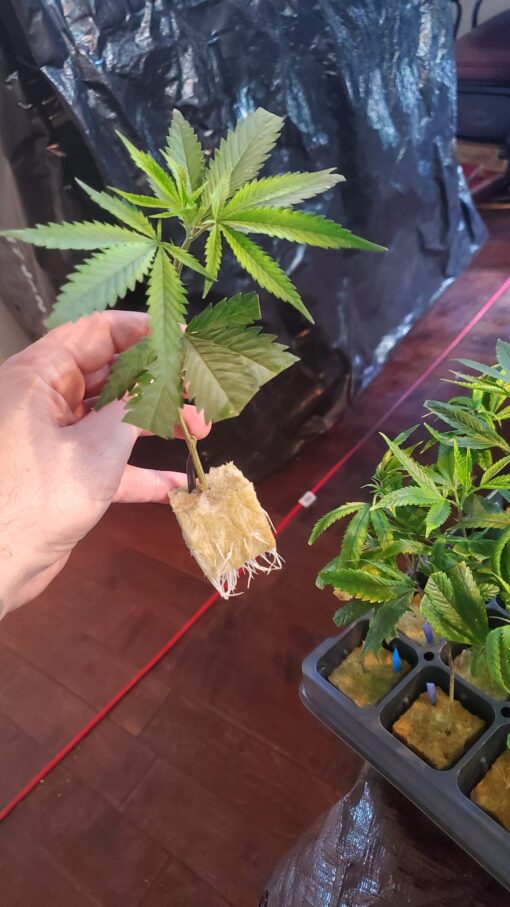 OREOZ ☆3rd coast☆rooted clone☆ buy2 get2 free!☆ - Image 2