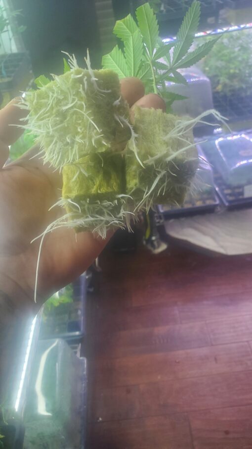 Tropicana Cherry ☆Relentless☆rooted clone☆buy any 2 get any 2 free!☆ - Image 3