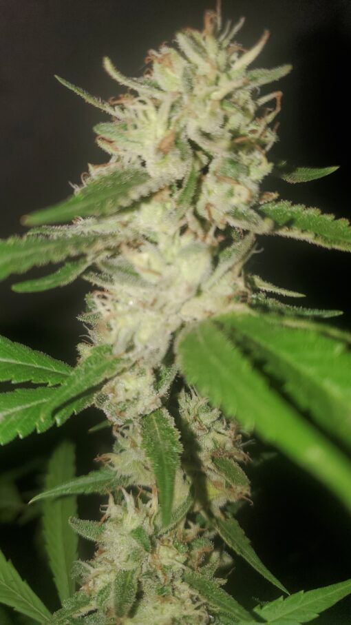 BISCOTTI ☆cookies fam☆rooted clone☆buy 2 get 2 free!☆