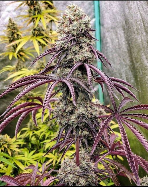 GEORGIA PIE ☆rooted clone☆buy2 get2 free!☆