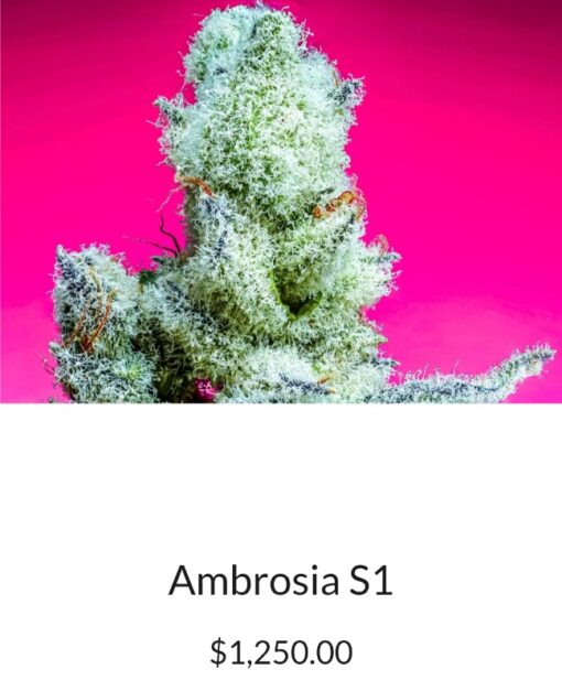 Ambrosia X Italian Stallion R1 Reversal Copycat Genetix ORIGINAL Special Order Fems - Image 2