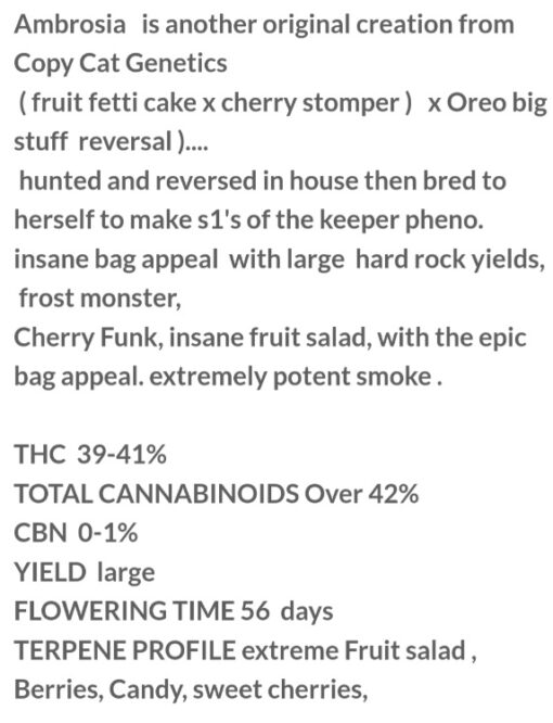 Ambrosia X Italian Stallion R1 Reversal Copycat Genetix ORIGINAL Special Order Fems - Image 3