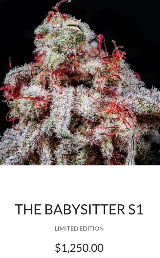The Babysitter S1 Copycat Genetix ORIGINAL FEMS - Image 2