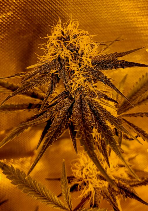 13 Grand - 5x Regular seeds - Image 2