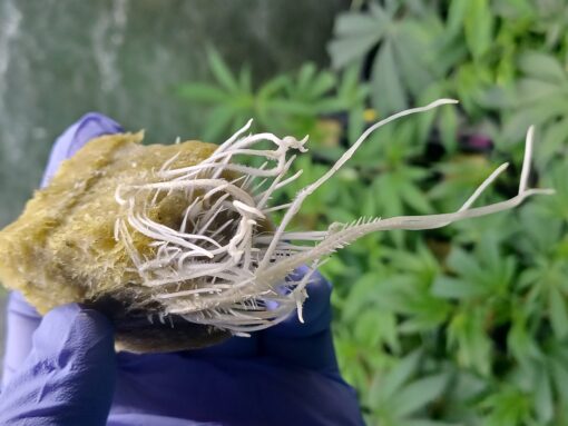 Platinum Gushers "Inhouse Genetics Breeder Cut" - Image 2