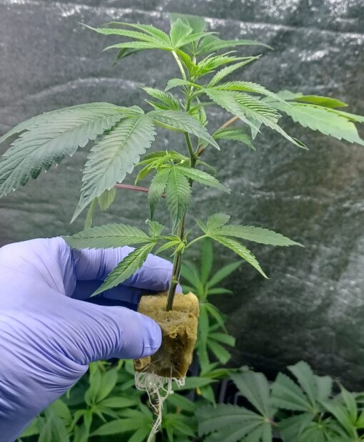 Eastside OG Leafdoctor1 Cut