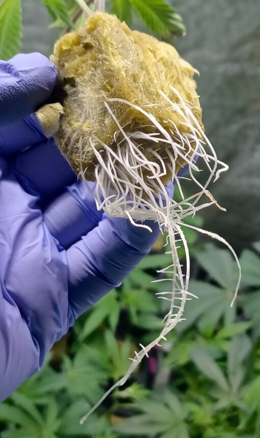 Eastside OG Leafdoctor1 Cut - Image 2