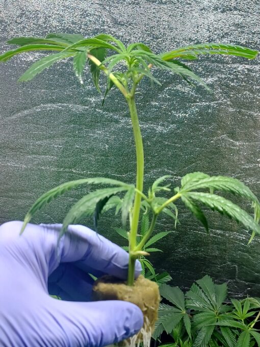 Super Lemon Haze Franco Loja Cut