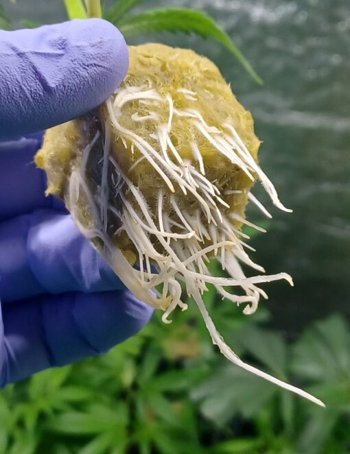 Super Lemon Haze Franco Loja Cut - Image 2