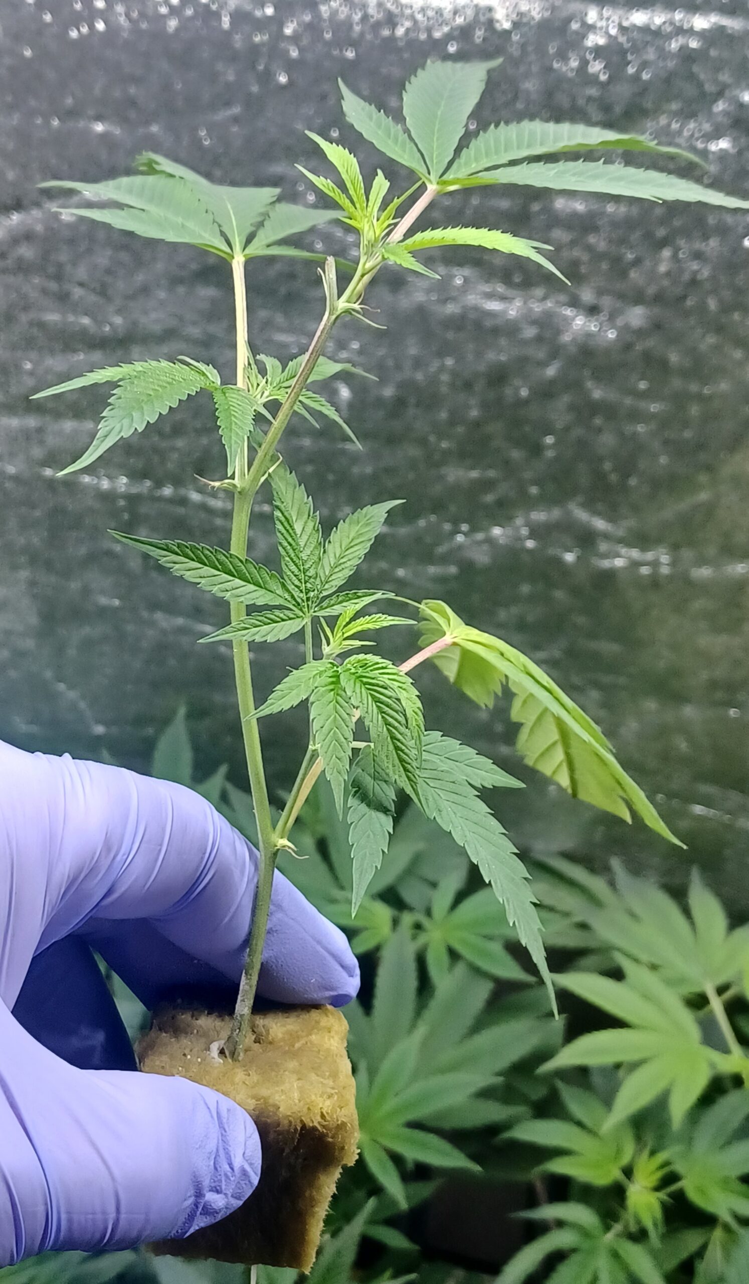 Do Si Dos "NorCal/ICMAG Cut"