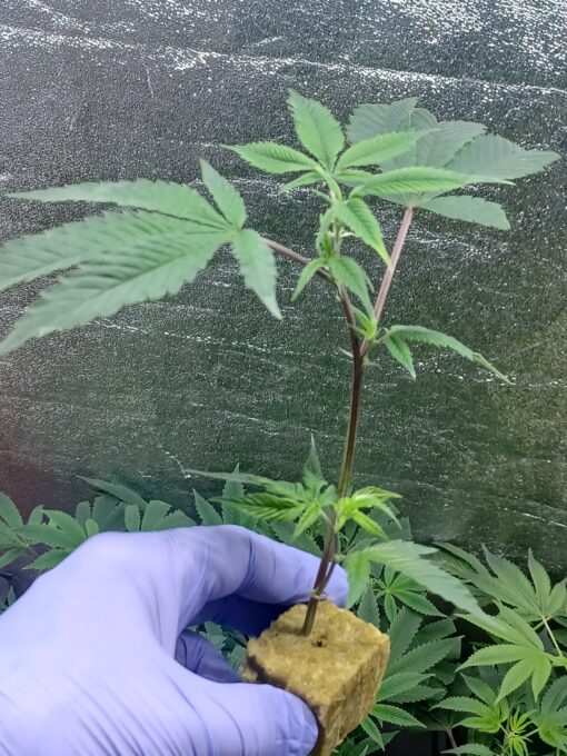 Platinum Gushers "Inhouse Genetics Breeder Cut"