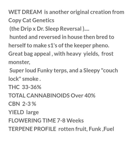 Wet Dream S1 Copycat Genetix ORIGINAL FEMS - Image 3