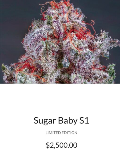 Sugar Baby X Aftermath R1 Reversal Special Order Copycat Genetix ORIGINAL FEMS - Image 3