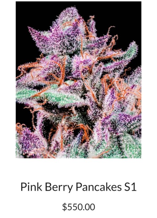 Power X Pink Berry Pancakes R1 Reversal Special Order Copycat Genetix ORIGINAL FEMS - Image 5