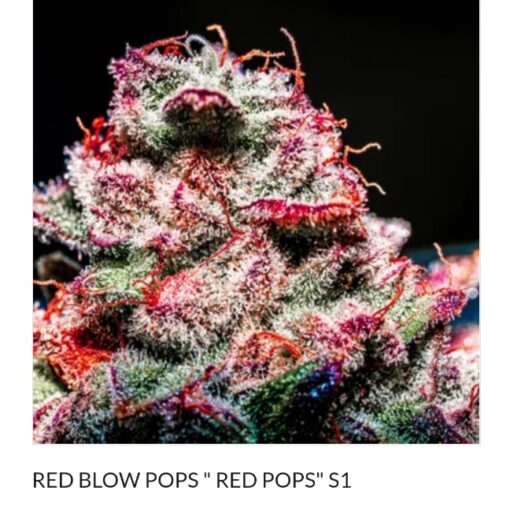 Red Blow Popz S1 Copycat Genetix Clone Only FEMS - Image 2
