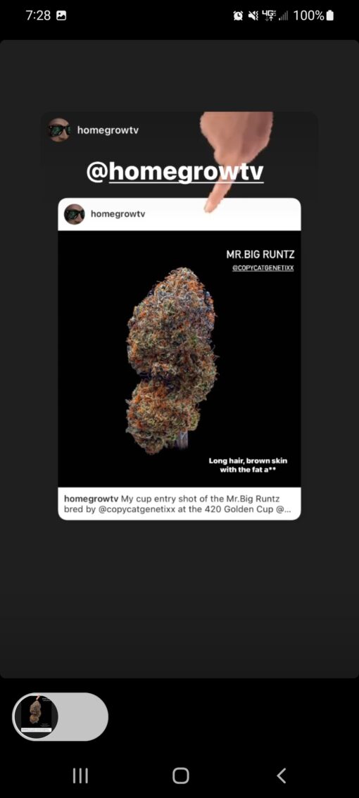 Mr Big Runtz RBX1 Copycat Genetix Special Order ORIGINAL FEMS - Image 6