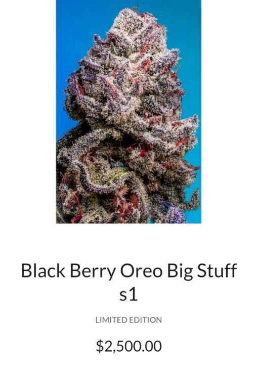 Black Berry Oreo Big Stuff S1 Copycat Genetix ORIGINAL FEMS - Image 3