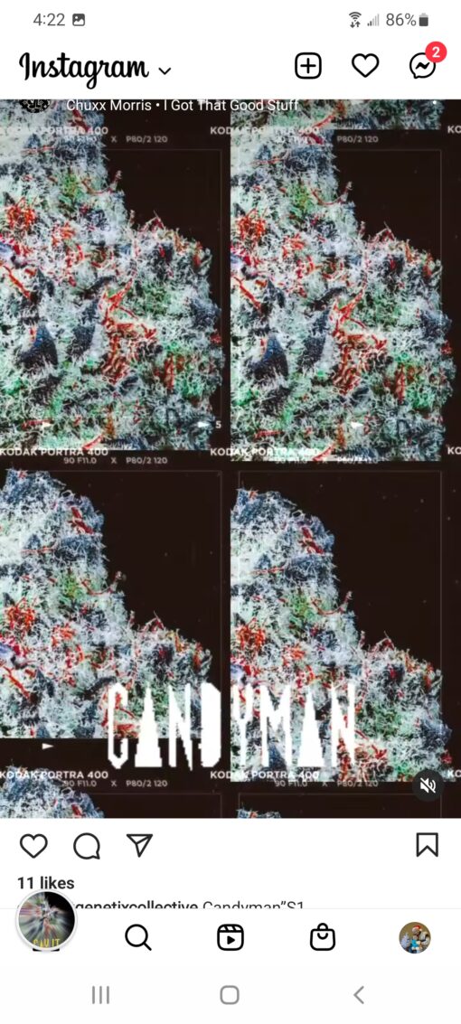 Mr Big Stuff X Candyman R1 Reversal Copycat Genetix Special Order ORIGINAL FEMS - Image 11
