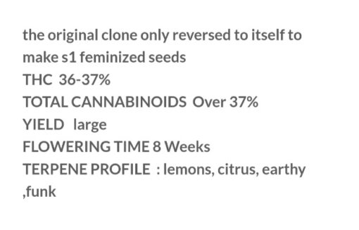 Lemon Bean S1 Copycat Genetix ORIGINAL FEMS - Image 3