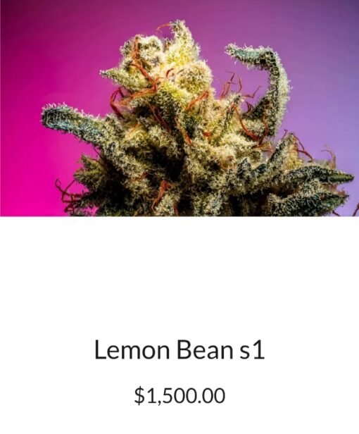 Lemon Bean S1 Copycat Genetix ORIGINAL FEMS - Image 2
