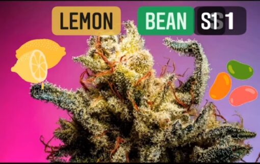 Lemon Bean S1 Copycat Genetix ORIGINAL FEMS - Image 4