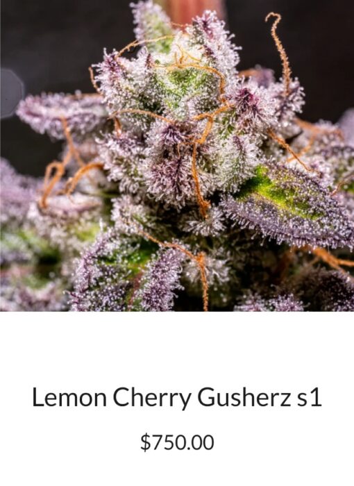 Lemon Cherry Gusherz S1 Copycat Genetix Clone Only FEMS - Image 2