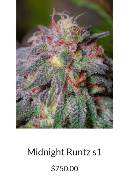 Midnight Runtz S1 Copycat Genetix ORIGINAL FEMS - Image 2