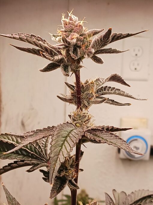 Garlic breath - Image 2