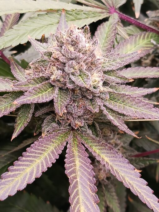 Candy Drip - Image 2