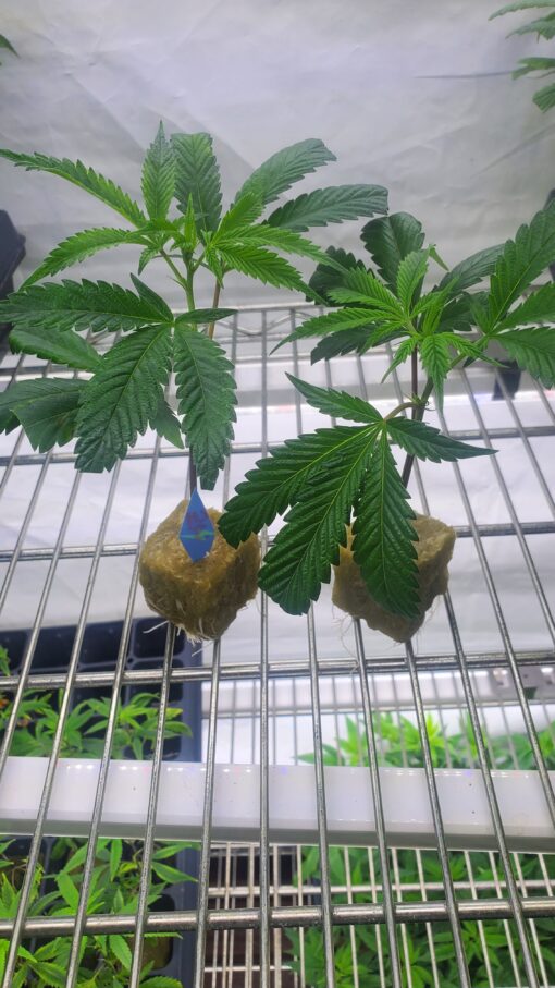 Chimera #3 ☆Beleaf☆ rooted clone - Image 2