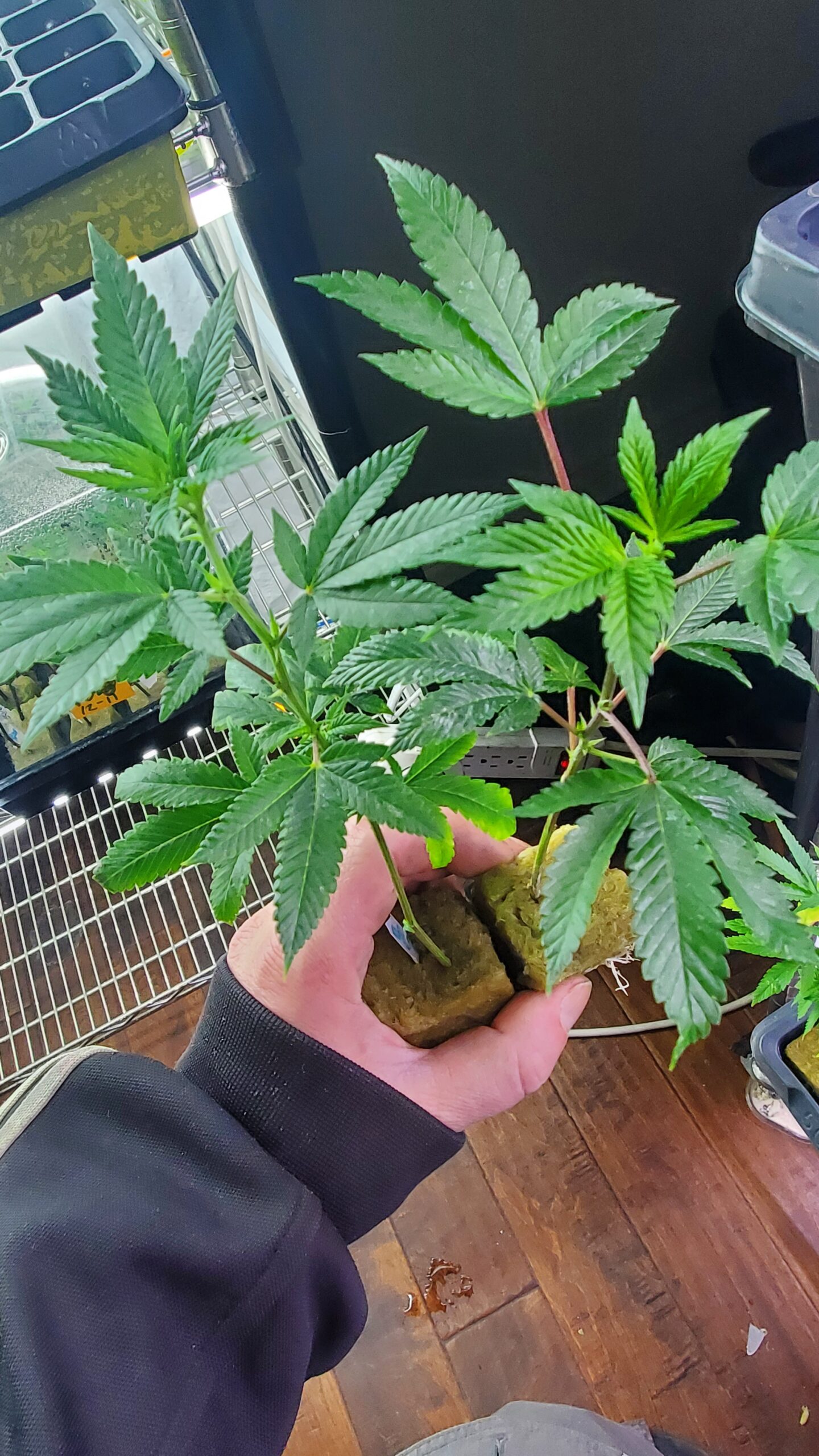 Lemon Cherry Gelato ▪︎☆Backpack Boyz☆▪︎ rooted clone - Image 2