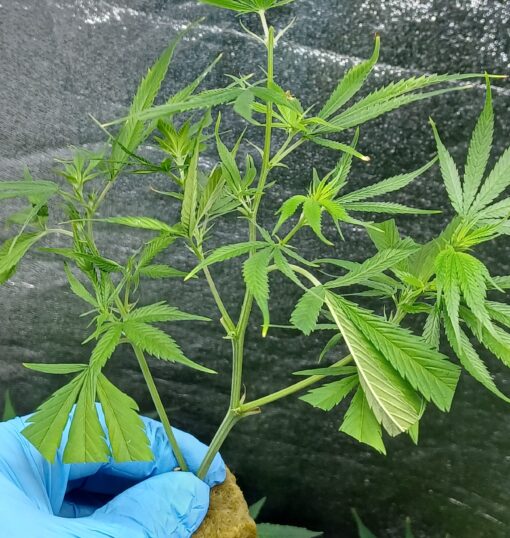 NYC Piff S2/PiffCoast #3 Piffcoast Farms Breeder Cut