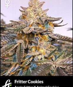 Fritter Cookies [Feminized] by Greenpoint
