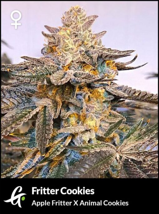 Fritter Cookies [Feminized] by Greenpoint