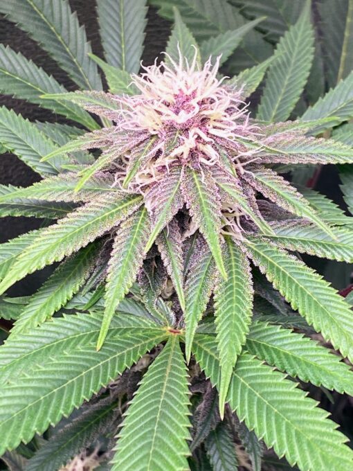 PurpleBerryShithead (F1)